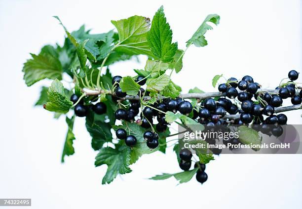 blackcurrants on branch - black currant stockfoto's en -beelden