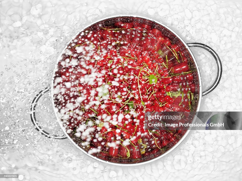 Redcurrants being sprayed with water