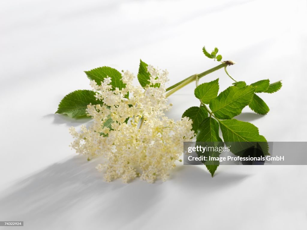 Elderflowers with leaves