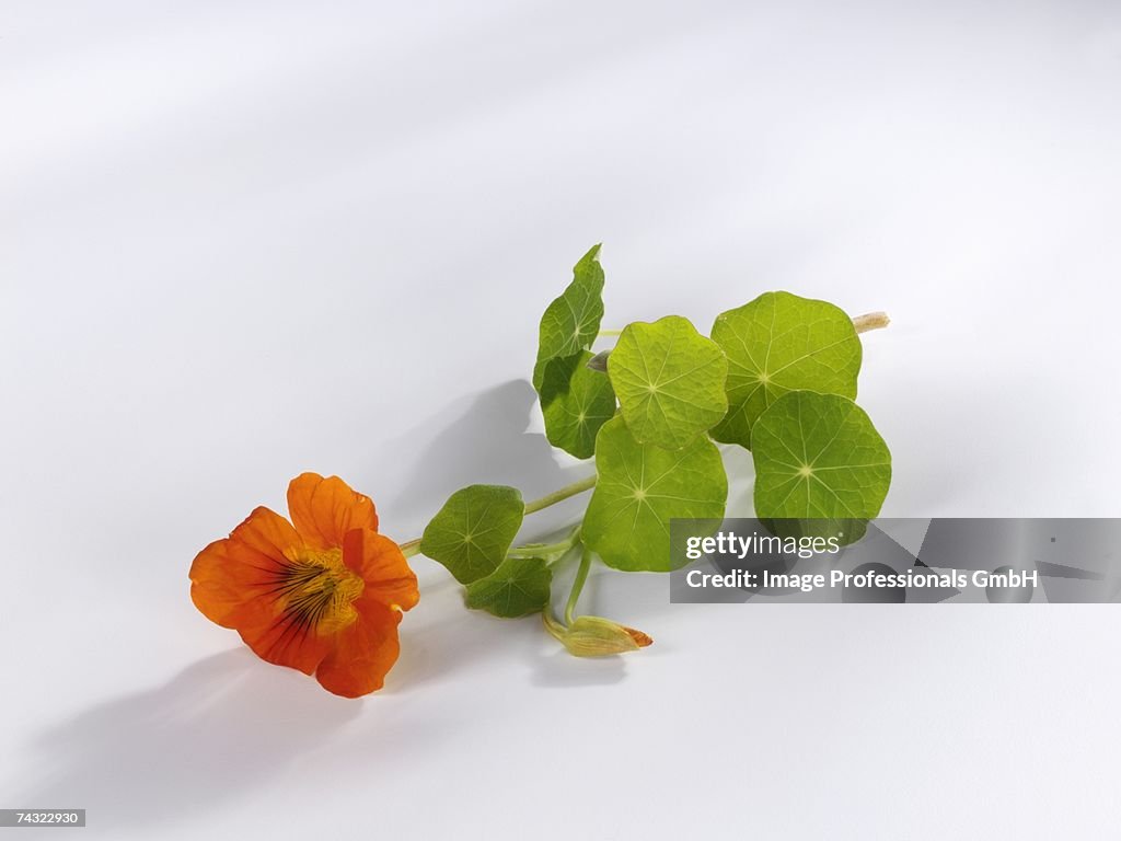 Nasturtium flower with leaves