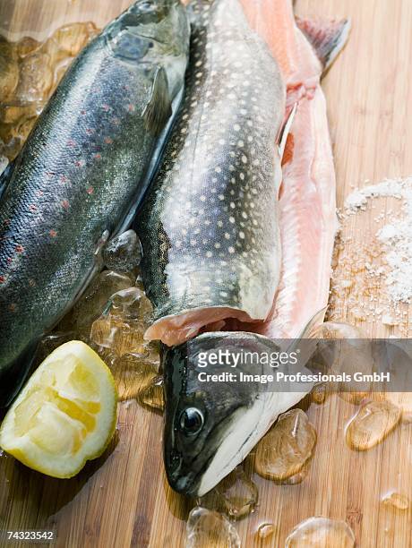 fresh charr, lemon and ice cubes - speckled trout stock-fotos und bilder