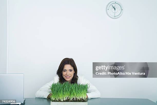 businesswoman looking at tray of wheat grass - wheatgrass stock pictures, royalty-free photos & images