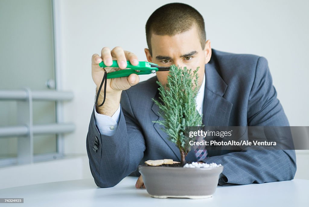 Businessman pruning bonsai tree