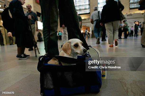 Dog named "Lobster" and his owner by Mike Jacoby, prepare for their journey to Rhode Island at Grand Central Terminal during the beginning of the...