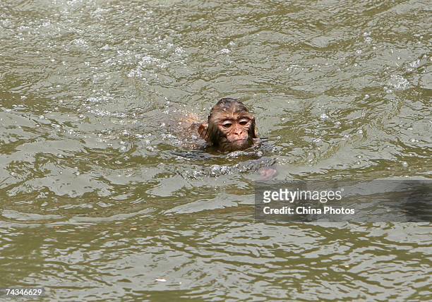Monkey swims at the Hongshan Forest Zoo on May 28, 2007 in Nanjing of Jiangsu Province, China. Most parts of China have experienced a heatwave in...