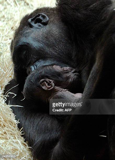 Prague, CZECH REPUBLIC: Kijivu, a 15 year-old gorilla, rests with her newly born baby gorilla at Prague's zoo 30 May, 2007. AFP PHOTO