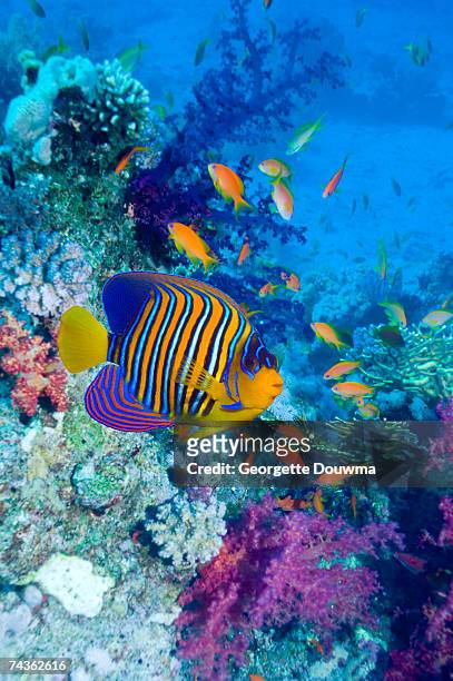 regal angelfish (pygoplites diacanthus) and goldies or lyretail anthias (pseudanthias squamipinnis) with soft corals - royal angelfish stock pictures, royalty-free photos & images