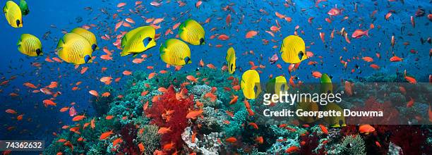golden butterfly fish (chaetodon semilarvatus) and goldies or lyretail anthias (pseudanthias squamipinnis) with coral reef - pesce farfalla foto e immagini stock