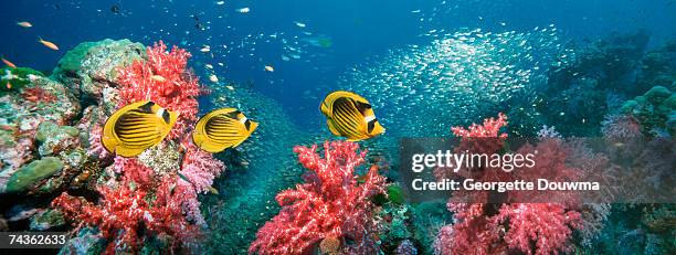 red sea raccoon butterfly fish (chaetodon fasciatus) over coral reef with soft coral and schools of sweepers - raccoon butterflyfish stock pictures, royalty-free photos & images