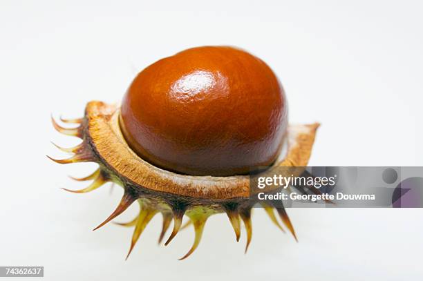 chestnut and conker, close-up - chestnut food stockfoto's en -beelden