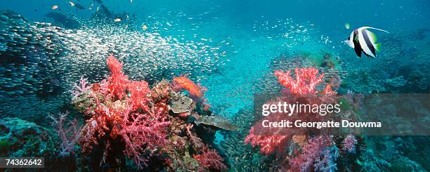 coral reef scenery panorama with tropical fish - coral hind stock pictures, royalty-free photos & images
