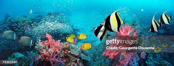 coral reef scenery panorama with tropical fish - halfterfisch stock-fotos und bilder