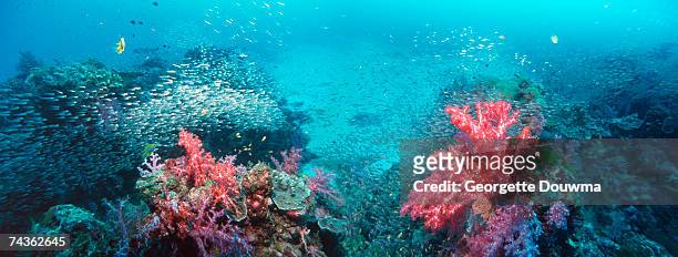 coral reef scenery panorama with soft corals and school of pygmy sweepers (parapriacanthus ransonetti) - parapriacanthus stock-fotos und bilder
