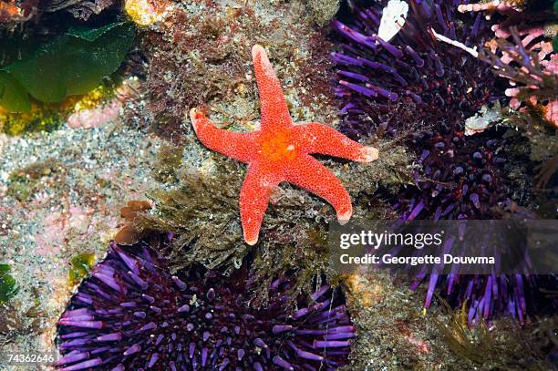pacific henricia (henricia leviuscula) in tide pool with purple urchins (strongylocentrotus purpuratus) at low tide, elevated view - purple starfish stock pictures, royalty-free photos & images