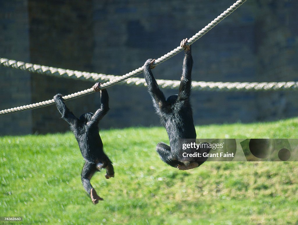 Two chimpanzees (Pan troglodytes) playing in zoo with ropes, rear view