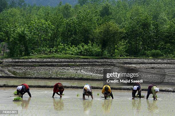 Persian Rice Field 24 Rice Cultivated In North Iranian Paddy Fields Stock Photos, High-Res ...