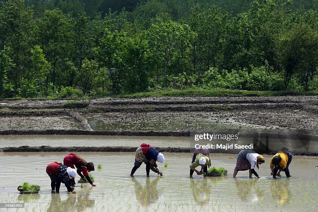 Rice Cultivated In North Iranian Paddy Fields