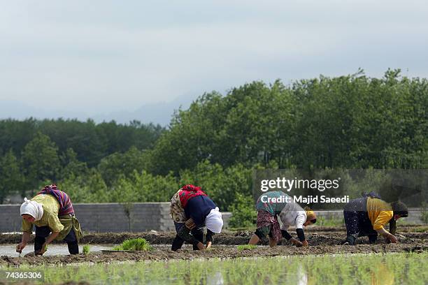 Persian Rice Field Rice Cultivated In North Iranian Paddy Fields Photos and Premium High ...