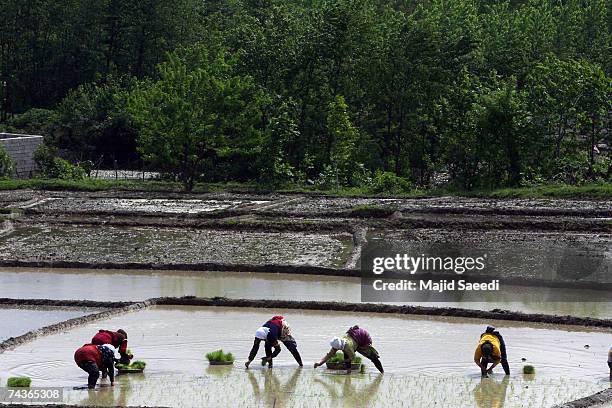 Persian Rice Field 24 Rice Cultivated In North Iranian Paddy Fields Stock Photos, High-Res ...