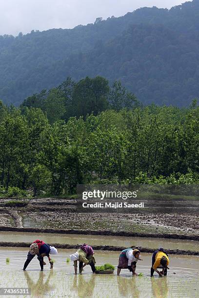 Persian Rice Field Rice Cultivated In North Iranian Paddy Fields Photos and Premium High ...