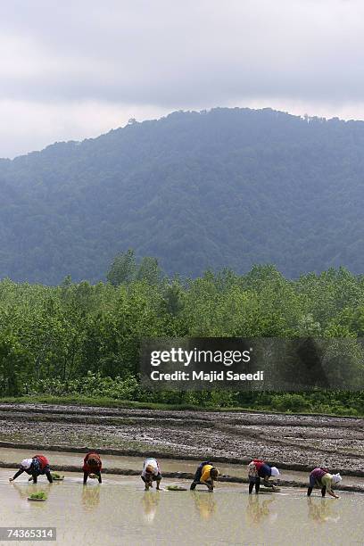Persian Rice Field Rice Cultivated In North Iranian Paddy Fields Photos and Premium High ...