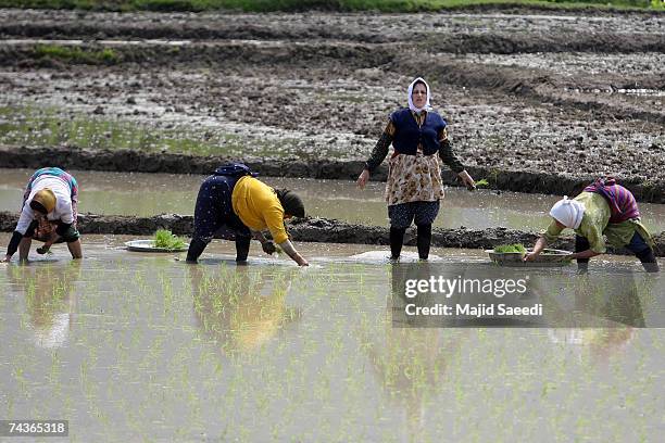 Persian Rice Field Rice Cultivated In North Iranian Paddy Fields Photos and Premium High ...