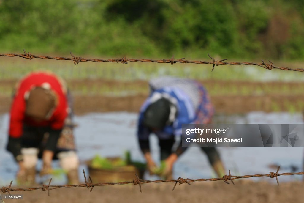 Rice Cultivated In North Iranian Paddy Fields