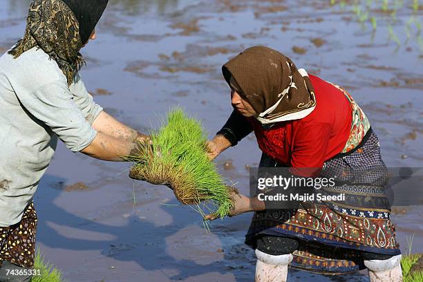 Persian Rice Field 24 Rice Cultivated In North Iranian Paddy Fields Stock Photos, High-Res ...