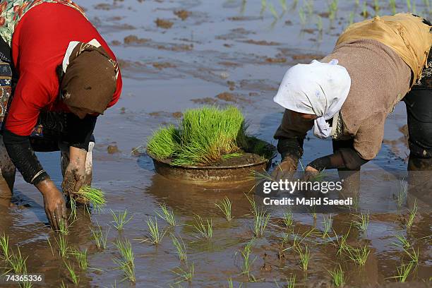 Persian Rice Field Rice Cultivated In North Iranian Paddy Fields Photos and Premium High ...