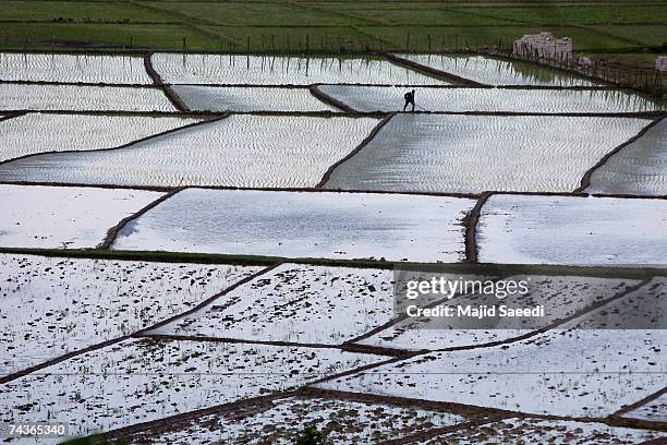 Persian Rice Field 24 Rice Cultivated In North Iranian Paddy Fields Stock Photos, High-Res ...