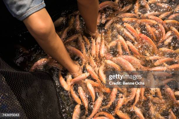 low section of person having fish pedicure - garra rufa fish stock pictures, royalty-free photos & images