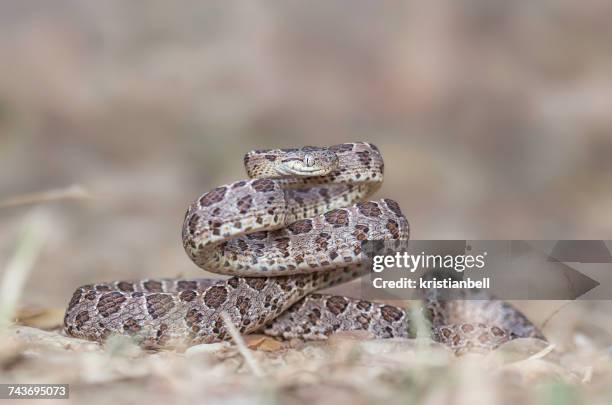 many-spotted cat snake (boiga multomaculata), kaeng krachan, thailand - cat snake stock-fotos und bilder