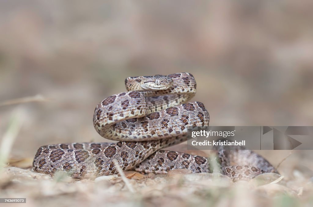 Many-Spotted Cat Snake (Boiga multomaculata), Kaeng Krachan, Thailand