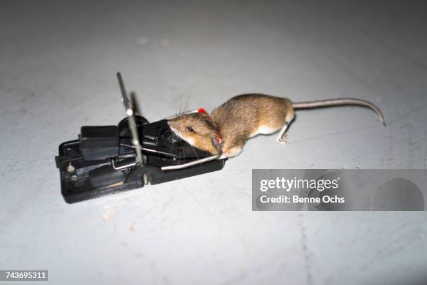 high angle view of mouse on trap over floor - feldmaus stock-fotos und bilder