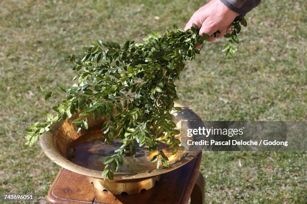 palm sunday mass. buxus. close-up. france. - buxus stockfoto's en -beelden