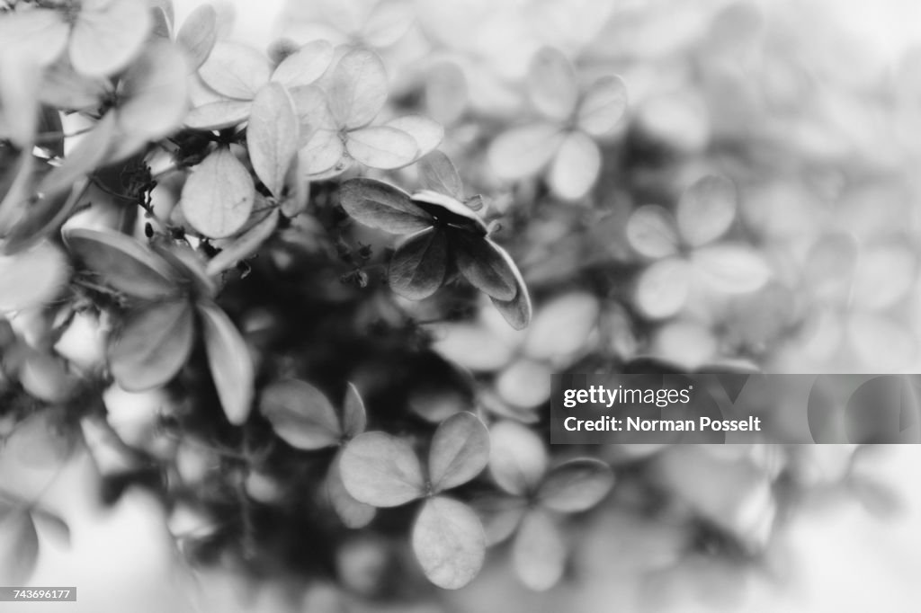 Close-up of fresh leaves growing on plant