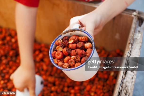 dried baby pumpkins as aromatic pot pourri in an enamel mug - pot pourri ストックフォトと画像