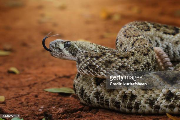 close-up of a diamondback rattlesnake, america - klapperschlange stock-fotos und bilder