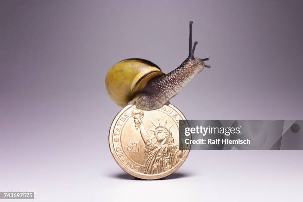 snail on top of one us dollar coin against gray background - chiocciola simbolo ortografico foto e immagini stock