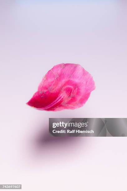 close-up of pink petal levitating over white background - feather floating stock pictures, royalty-free photos & images