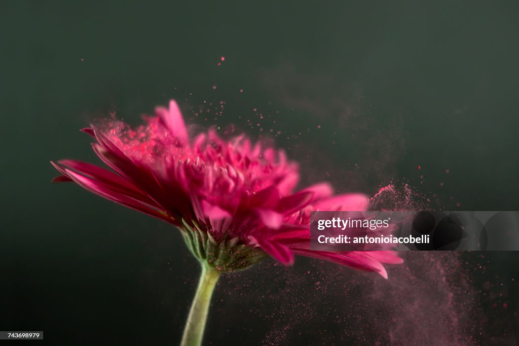 Conceptual pollination of a pink Gerbera flower