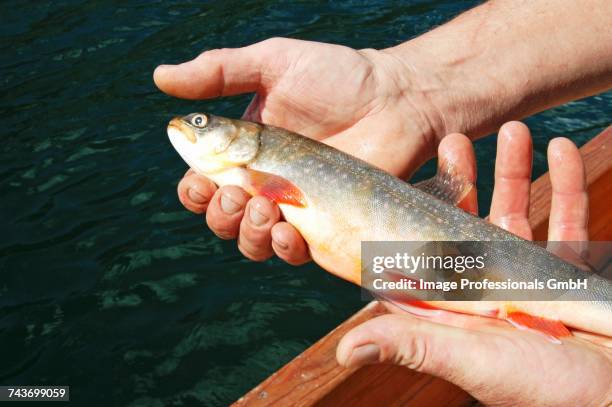 fresh char from lake grundlsee (austria) - speckled trout stock-fotos und bilder