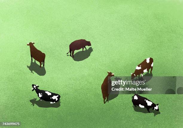 high angle view of cows on grassy field - von oben stock-grafiken, -clipart, -cartoons und -symbole