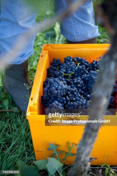 freshly harvested pinot noir grapes in a yellow crate - labrador noir fotografías e imágenes de stock