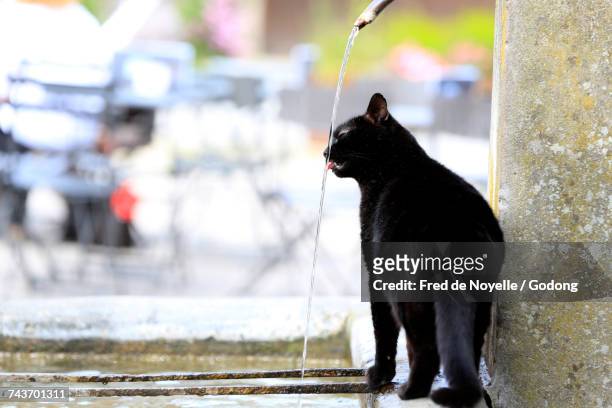 black cat drinking water.  france. - cat drinking water stock pictures, royalty-free photos & images