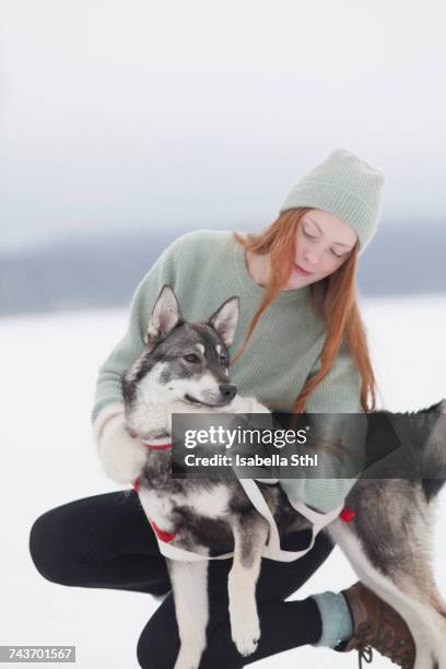 beautiful young woman stroking siberian husky on snowy field - chien de traineau photos et images de collection
