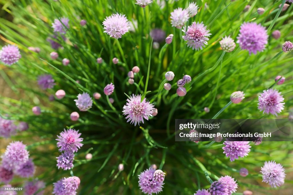 Flowering chives in a garden (seen from above)