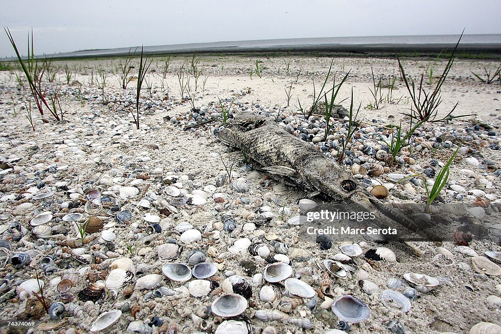 A dead Gar fish sits on what used to be the bottom of Lake Okeechobee