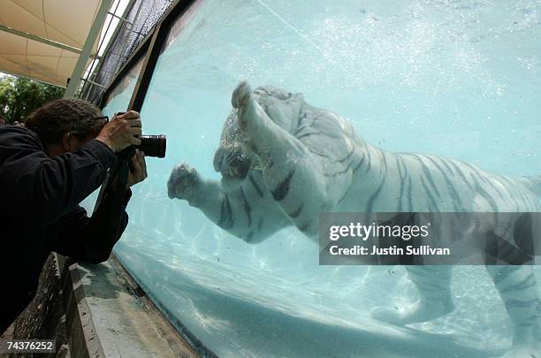 Odin, a five year-old White Bengal Tiger appears to be lunging at a photographer as he dives for a piece of meat thrown to him by a trainer during a...