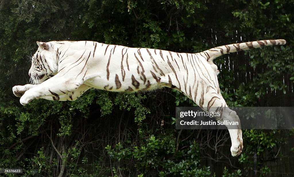 Rare White Tiger Swims For His Supper